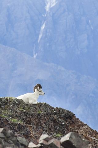 138 Denali NP, Dall's Schaap.jpg